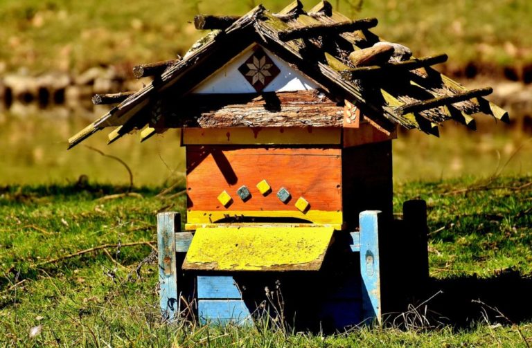 IoT: Monitorovanie včelích úľov s využitím internetu vecí